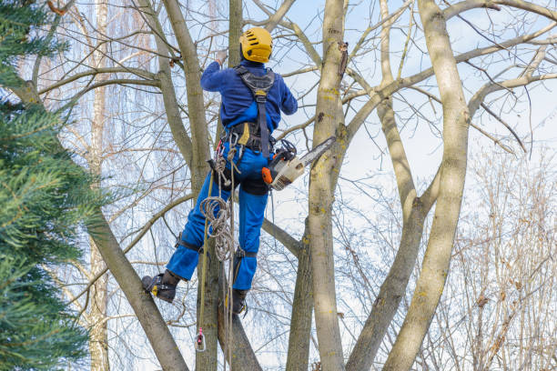 Reliable Seneca Knolls, NY Tree Services Solutions