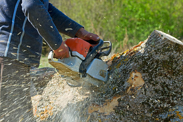 Best Fruit Tree Pruning  in Seneca Knolls, NY